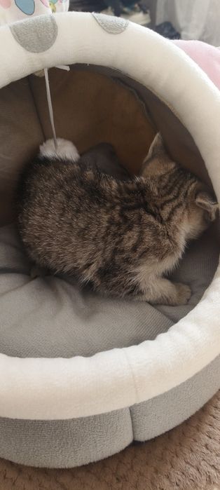 Отдам котят в хорошие руки