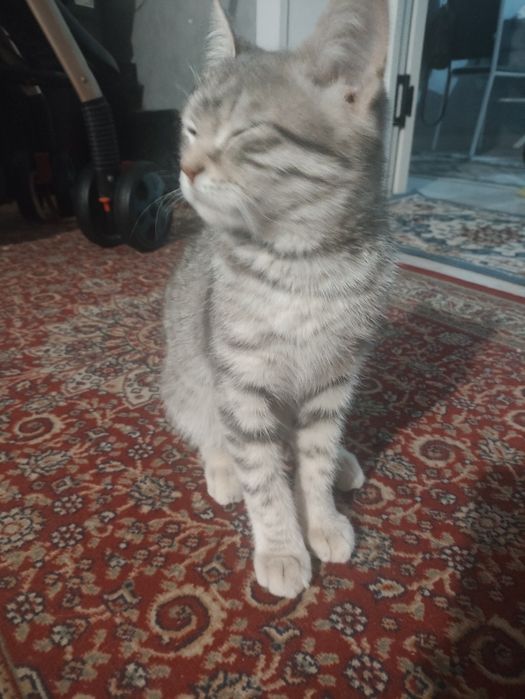 Продается шотландски котенок