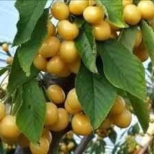 Черешни плодоносящие, Черешни крупномеры Алматы и область