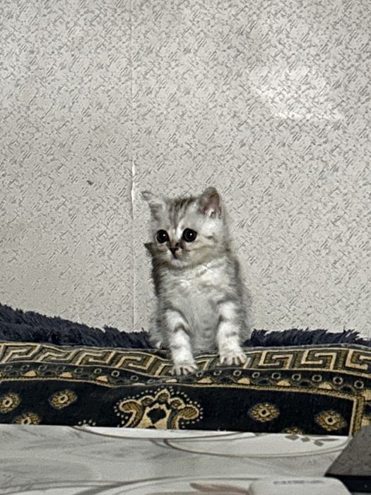Шотландски котенок