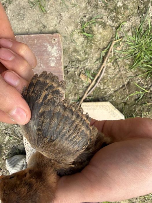 Xonaki jojalar sotiladi