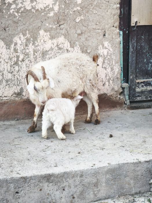 Ешкі сатылады ырғач лағымен