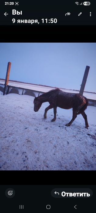 Продам лошадь 3гола