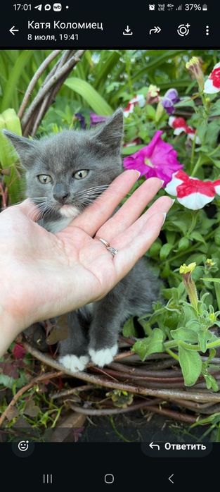 Котята в добрые руки