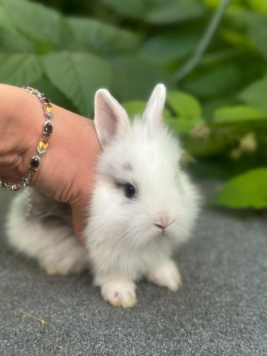 Кролики декоративные карликовы