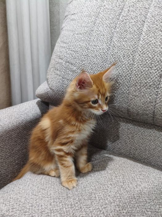 Котенок мейнкун 2 мес
