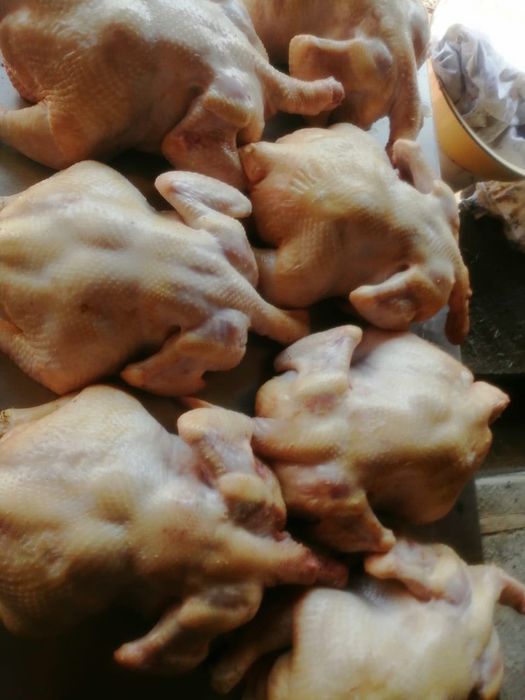 Домашние гуси на натуральном корме