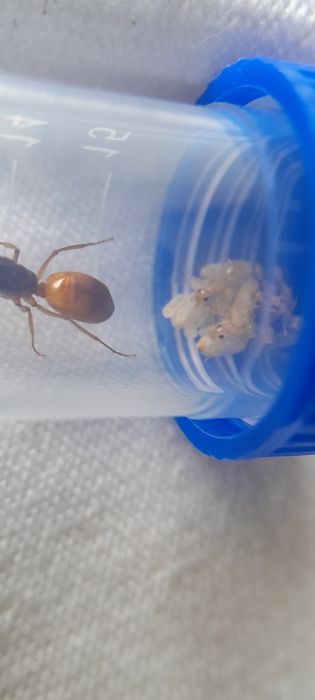 Муравьи разных видов в наличии