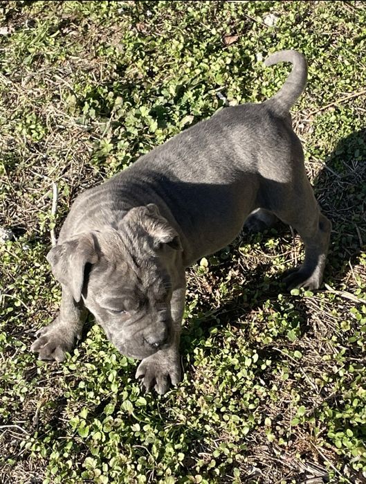 Кане Корсо Сивии