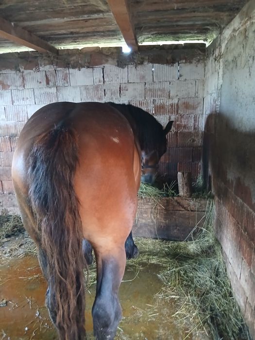 Vand sau schimb manz de 2 ani 165 la 700 kg mai multe detali in privat
