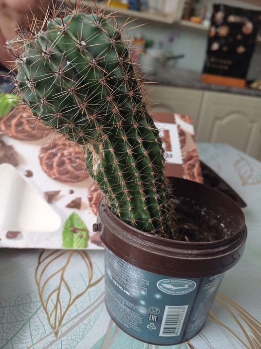 Кактус колючий ..