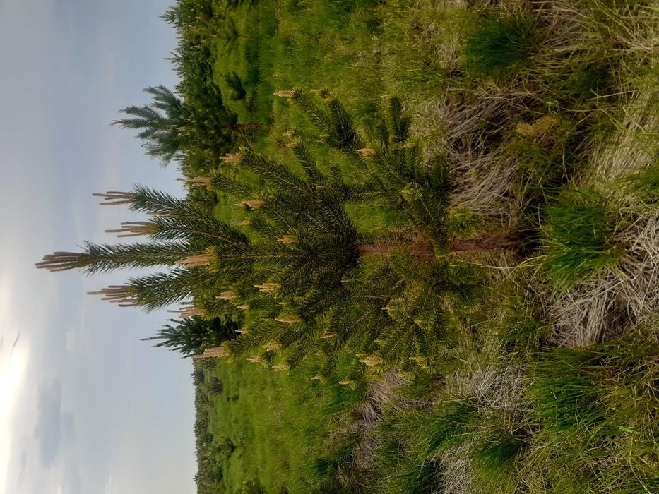 Продам саженцы