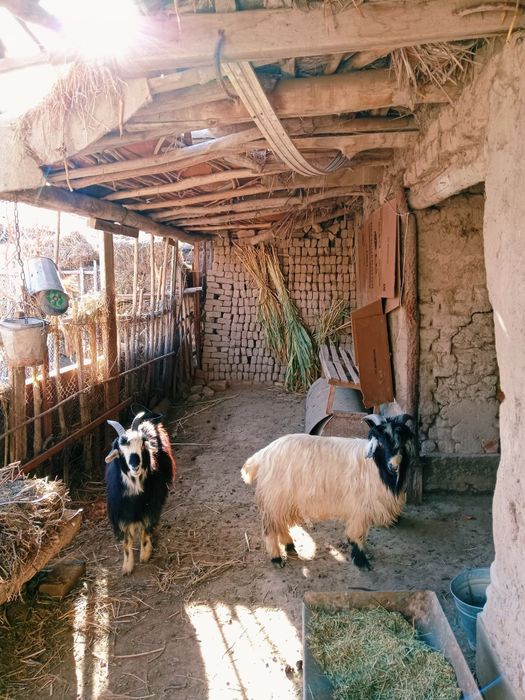 Aq serke men qara eshik satiladi