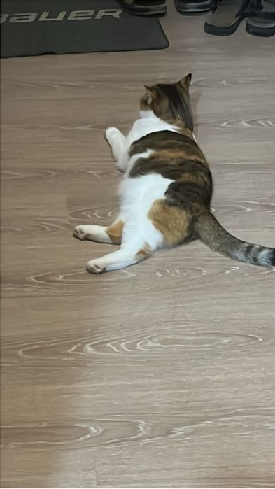 Отдам кошку в добрые руки