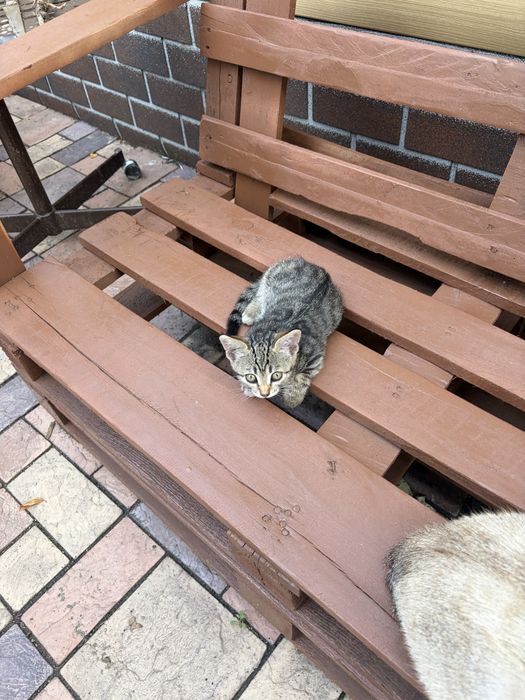 Отдам котёнка девочка