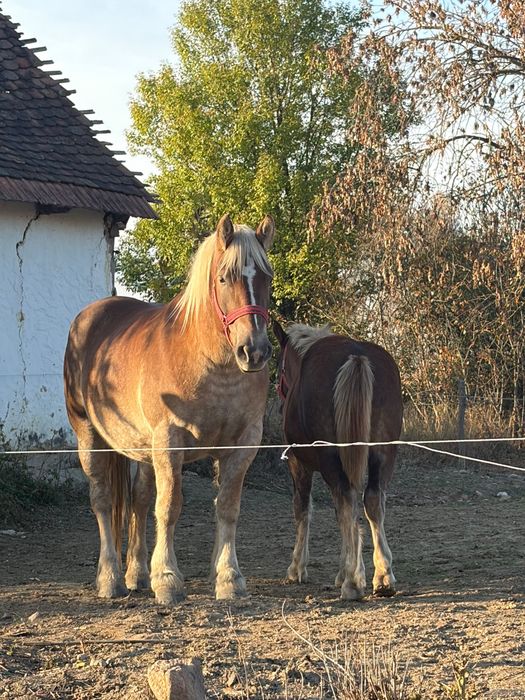 Vând mânză 7 luni