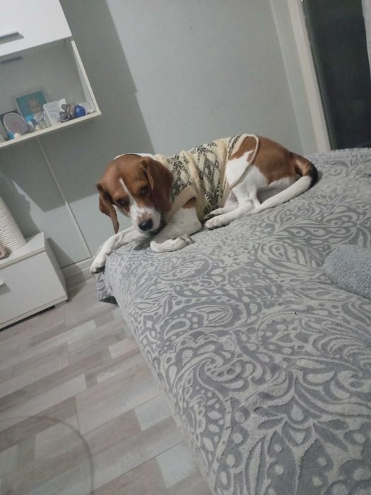 Куче си търси женска