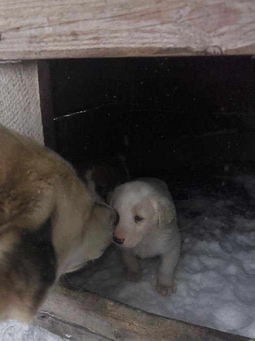 Щенки алабая