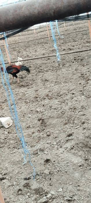 Buxoro viloyati Gʻijduvon tumanida