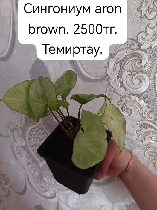 Продам комнатные цветы