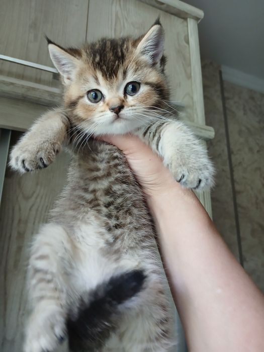 Продаю котят страйтт