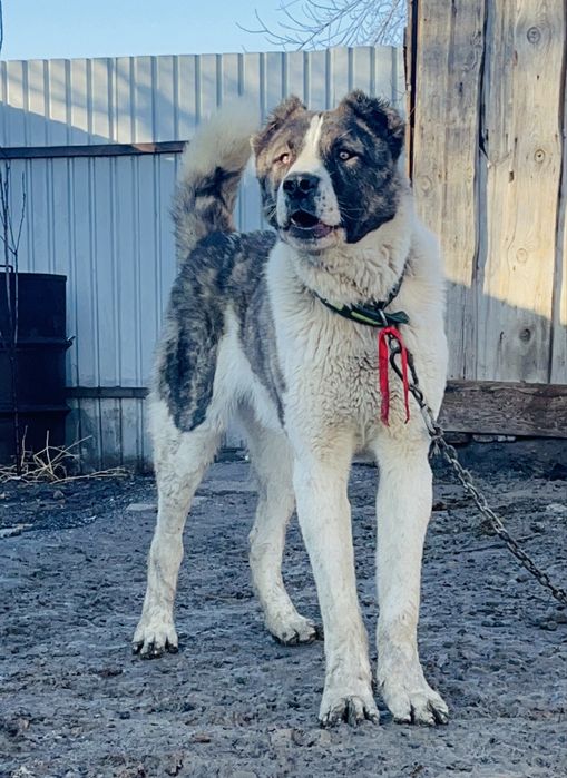 продаётся бойцовский алабай