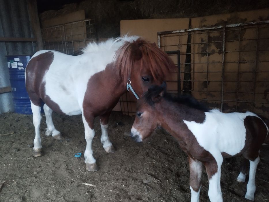 Женско и мъжко пони