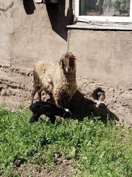 Козылы кой сатылады жас мал