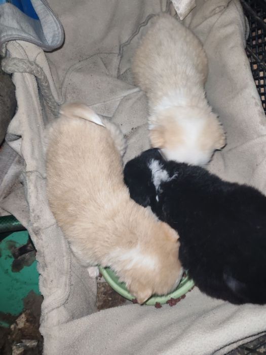 Cățelușul iubitori