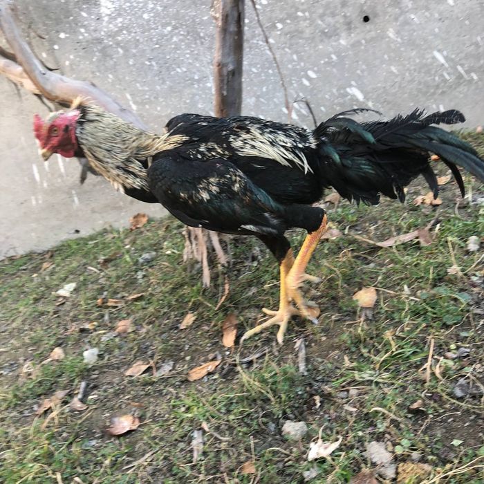 Mayski xõroz sotiladi