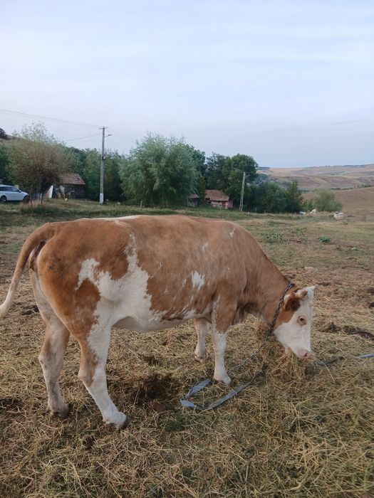 Vaca de vanzare de 8 ani