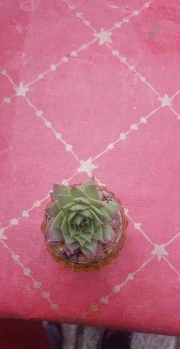 Семпервивум (Sempervivum)-Дебелец