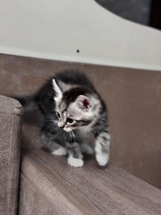 Котёнок ищет любящий дом!