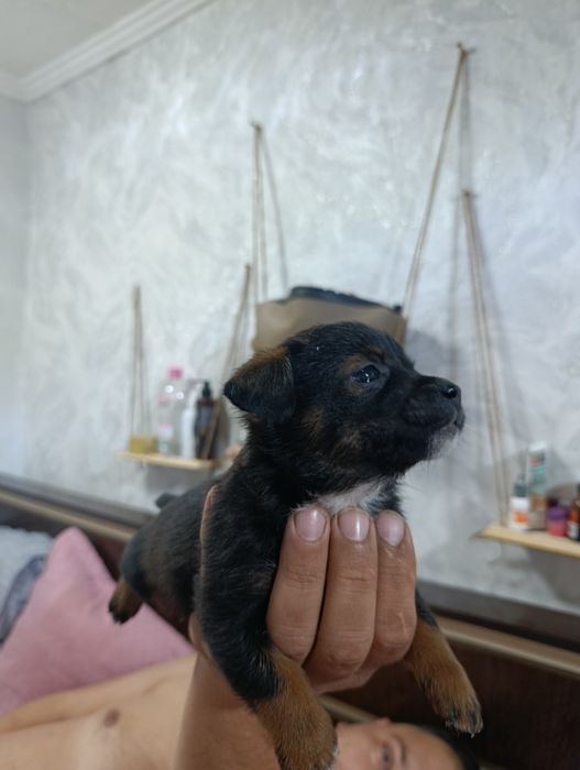 Той-терьерчики  мальчики и девочки