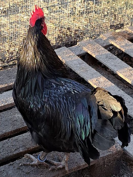 Cocosi marans si australop
