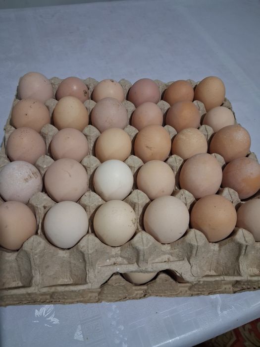 Домашние куриные яйца