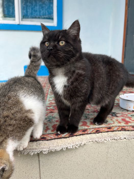 Отдам кошку в хорошие руки