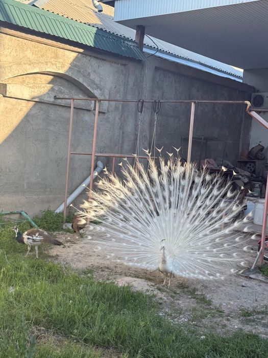 Павлин индийский белый