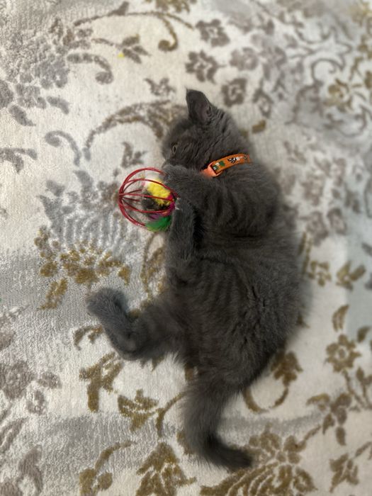 Mushukcha Scotish hamma narsasi bilan