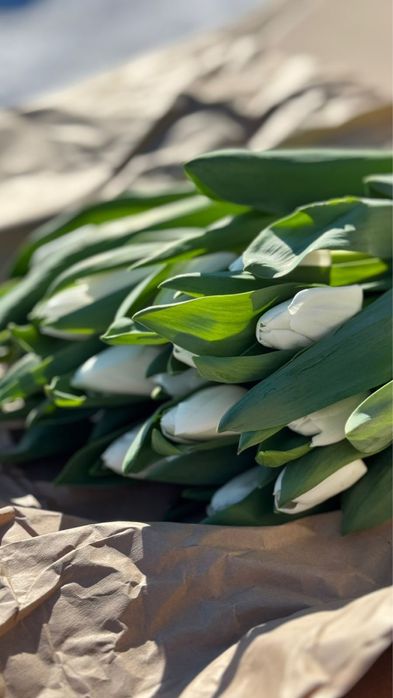 Тюльпаны Шахтинск