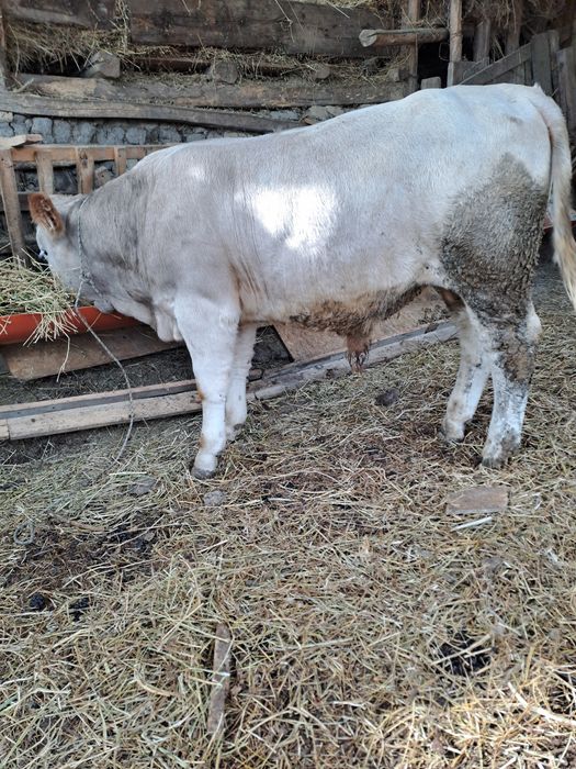Tauraș de vânzare