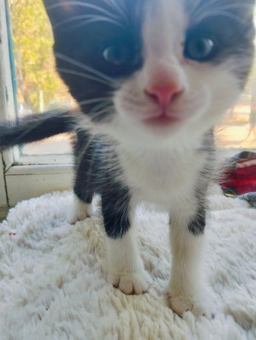 Отдам котят , мальчики