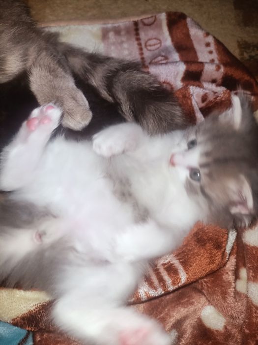 Котенок сибирский крысолов