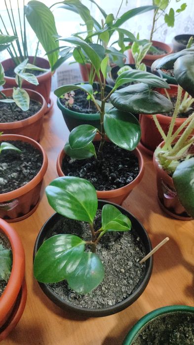 Продам комнатные растения