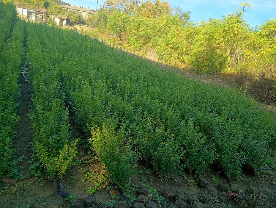 Продавам вечнозелен Лигуструм (Ligustrum Ovalifolium) на гол корен!