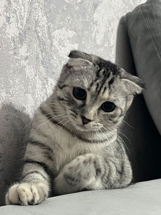 Кошка 1,3 месяцев