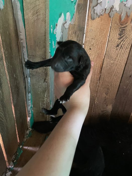 Щенки метисы Восточно-Европейской овчаркой