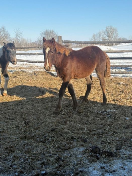 Жеребёнок обученый