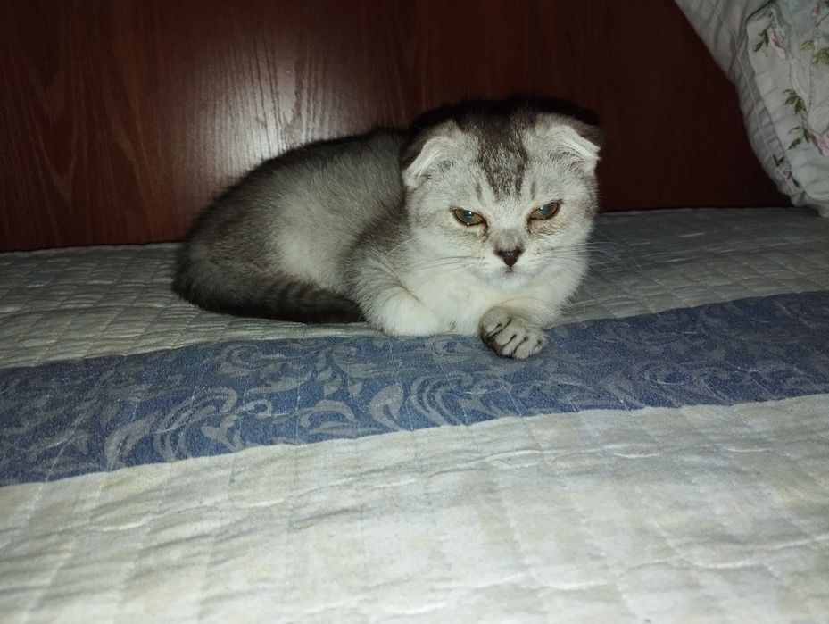 Котёнок скоттиш фолд девочка шиншилла