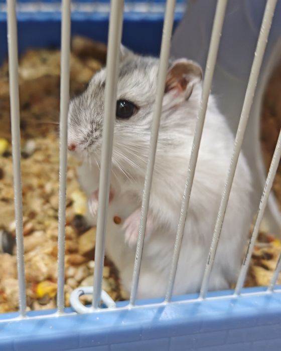 Джунгарский хомячок